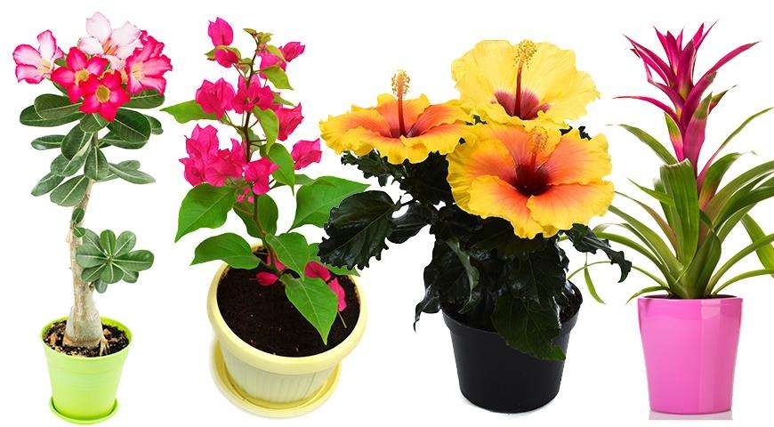 Цветущие комнатные растения: каталоги, уход и советы по выращиванию