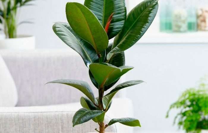 Фикус: уход в домашних условиях