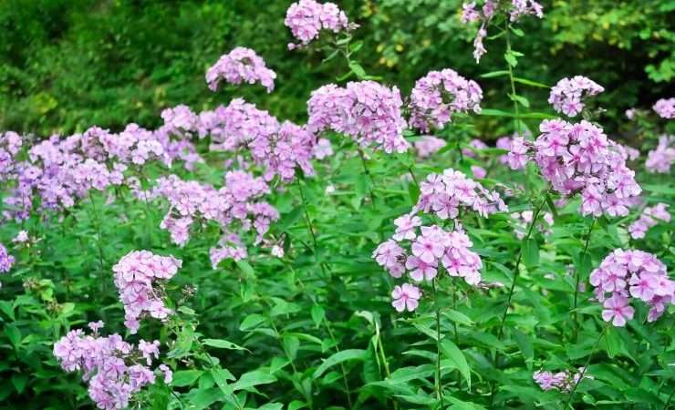 Флоксы: выращивание рассады от А до Я