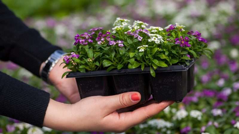 Где купить рассаду цветов: Обзор лучших вариантов