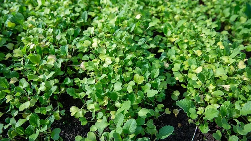 Горчица как сидерат: когда сажать для удобрения почвы