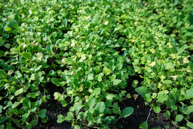 Горчица как сидерат: когда сажать для удобрения почвы