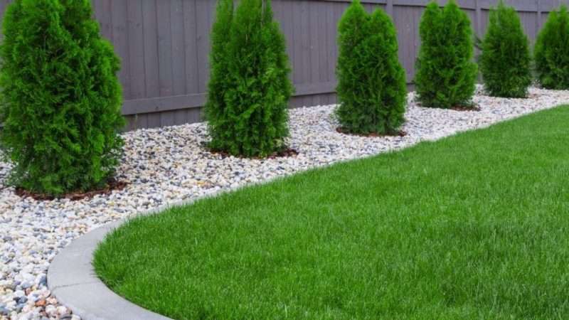 Идеальный газон на даче: выбор, посадка и уход (с фото)