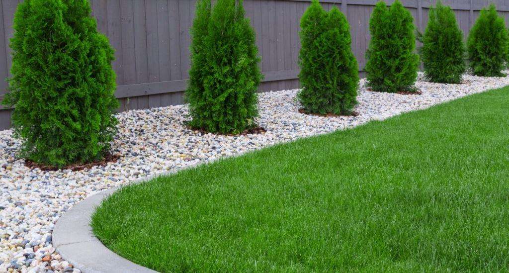 Идеальный газон на даче: выбор, посадка и уход (с фото)