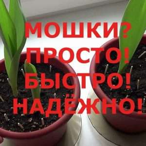 Как избавиться от мошек в комнатных цветах: Эффективные методы