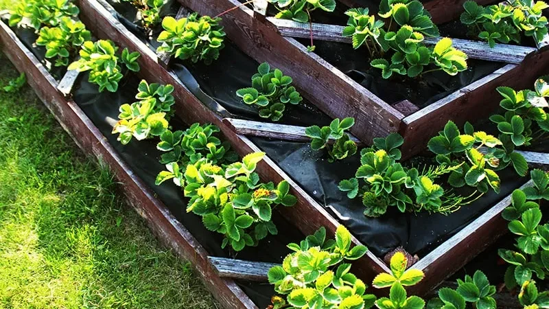 Как организовать грядки: выбор типа, материалы и полезные советы