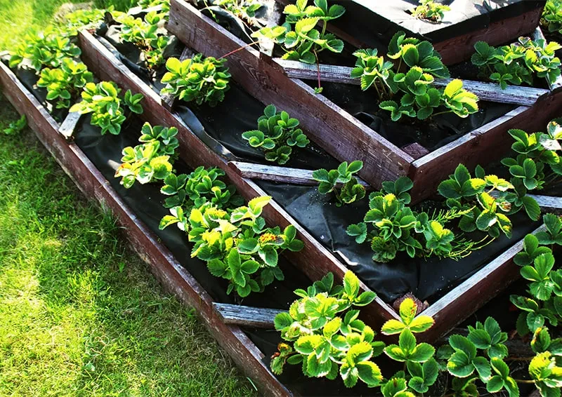 Как организовать грядки: выбор типа, материалы и полезные советы