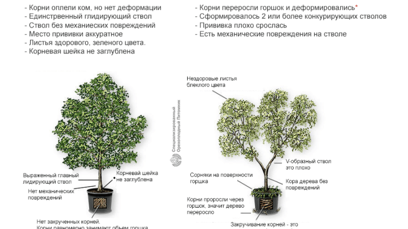 Как правильно выбрать саженцы деревьев и кустарников для дачи