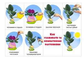 Как ухаживать за комнатными растениями советы и рекомендации