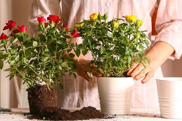 Как вырастить цветы дома: подробное руководство для начинающих