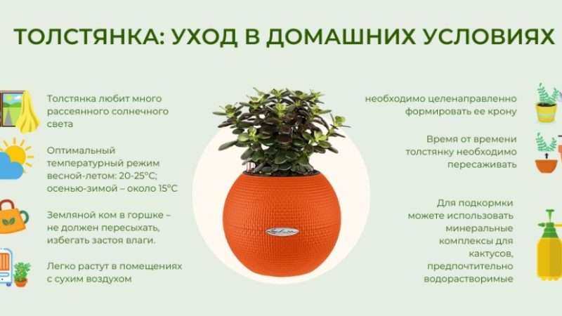 Как вырастить толстянку: подробное руководство по уходу за денежным деревом
