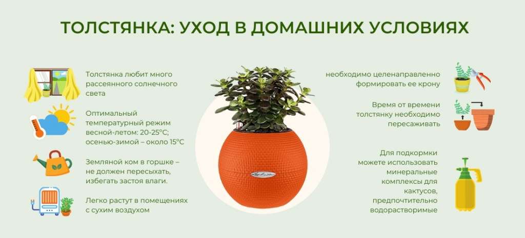 Как вырастить толстянку: подробное руководство по уходу за денежным деревом