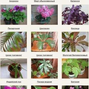 Каталог комнатных растений с фотографиями и описанием