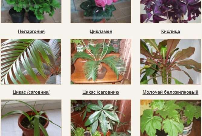 Каталог комнатных растений с фотографиями и описанием