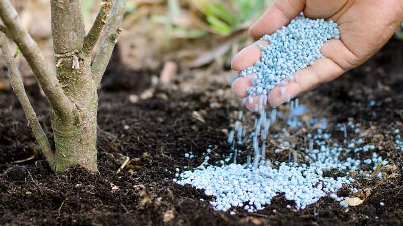 Когда и как правильно вносить удобрения в почву