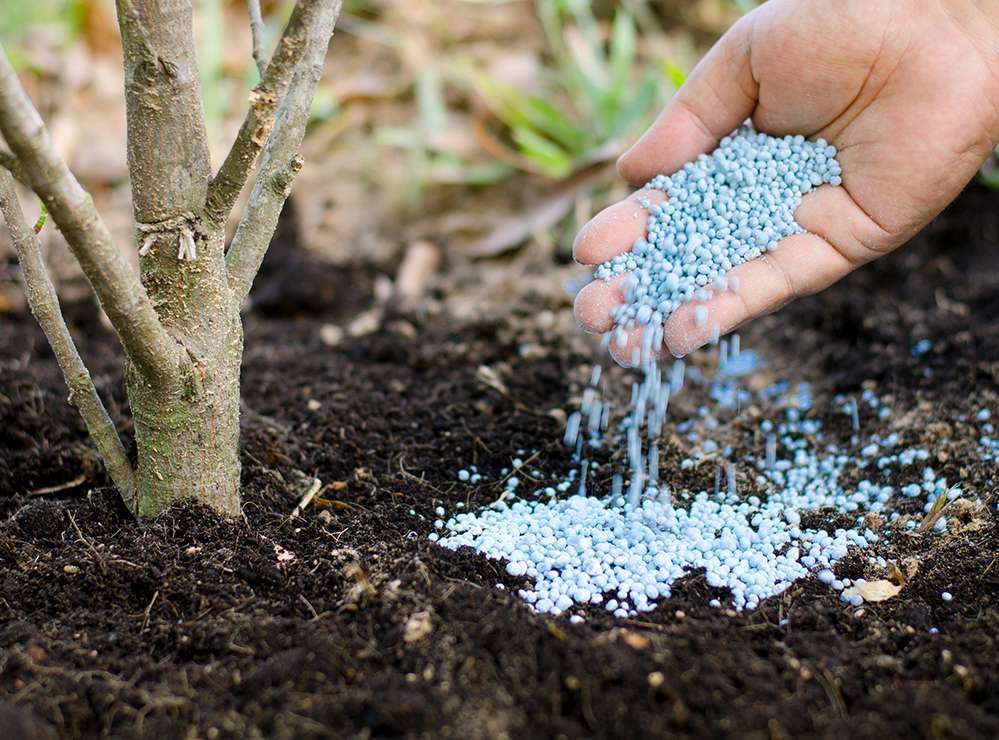 Когда и как правильно вносить удобрения в почву