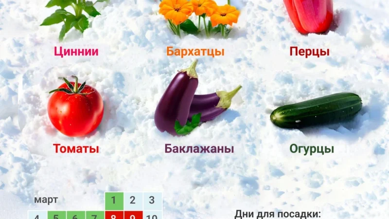 Когда и как правильно высаживать рассаду помидоров для богатого урожая