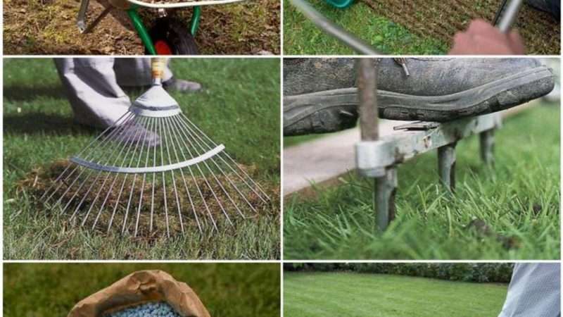 Когда лучше сажать газон на даче