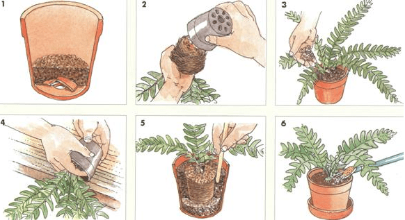 Когда пересаживать комнатные растения