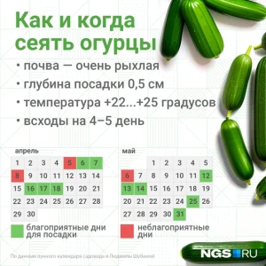 Когда сажать огурцы на рассаду