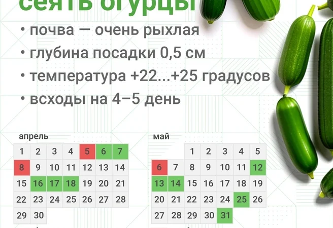 Когда сажать огурцы на рассаду