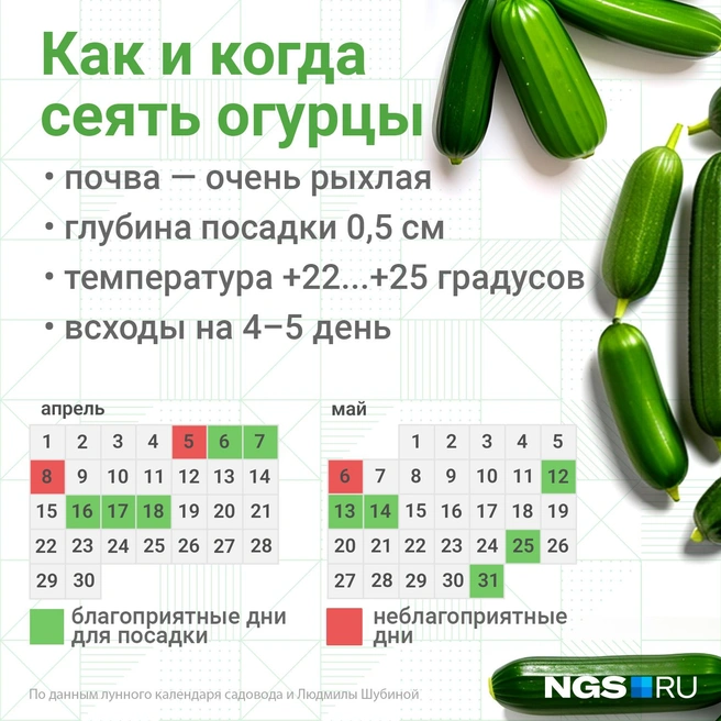 Когда сажать огурцы на рассаду