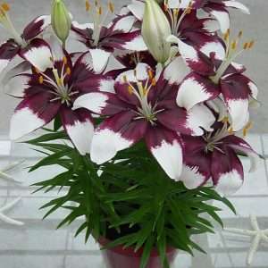 Комнатная лилия: Выращивание и уход