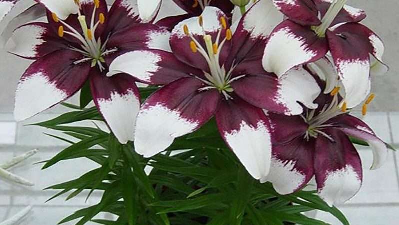 Комнатная лилия: Выращивание и уход