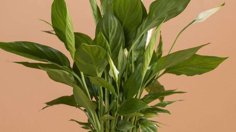 Комнатные цветы с белыми цветками: создаем атмосферу чистоты и гармонии в доме