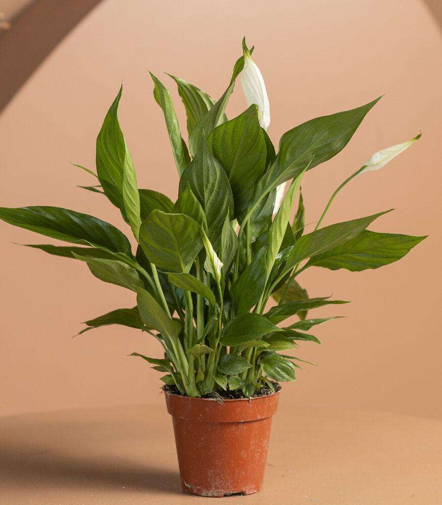 Комнатные цветы с белыми цветками: создаем атмосферу чистоты и гармонии в доме