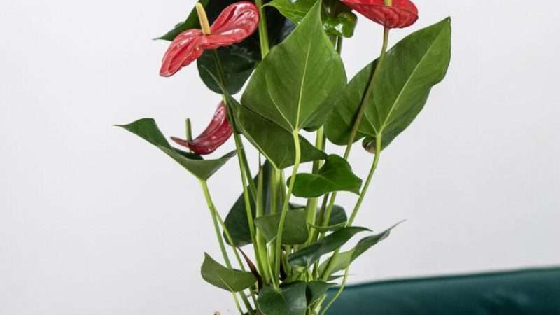 Комнатные цветы с красными цветками