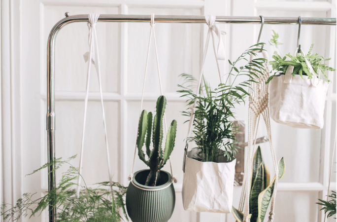 Комнатные цветы: создаем уют и красоту в доме