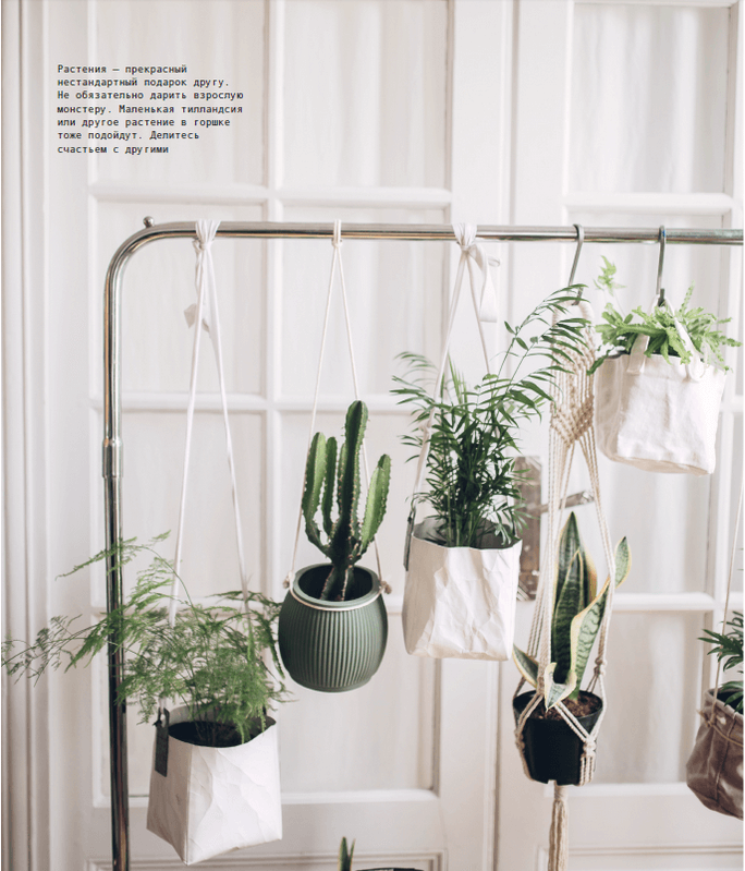 Комнатные цветы: создаем уют и красоту в доме