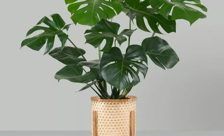 Комнатные цветы: создаем зеленый оазис в доме