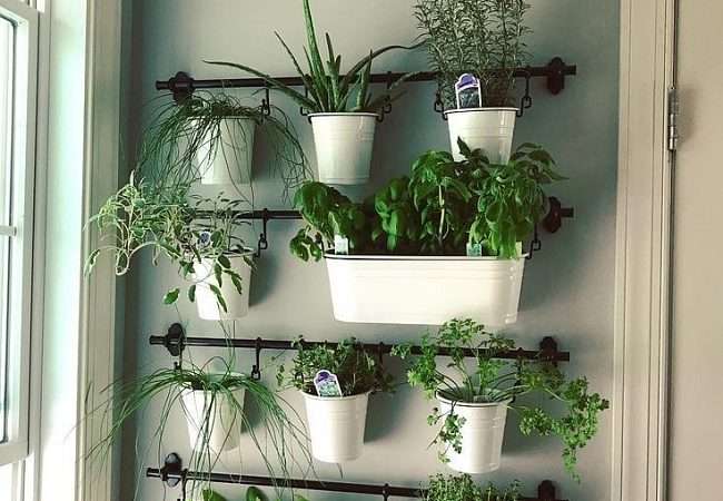 Комнатные растения в квартире: создаем свой зеленый уголок