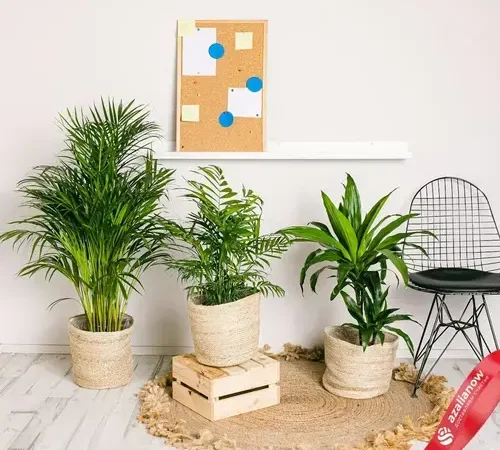 Комнатные растения: ваш зеленый уголок счастья