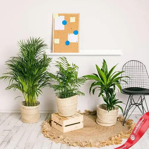 Комнатные растения: ваш зеленый уголок счастья