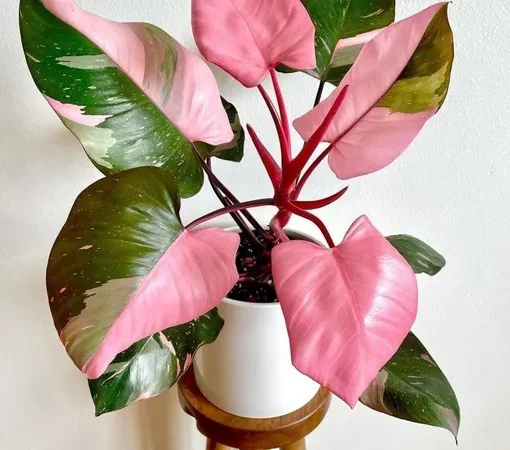 Комнатный цветок или розовый куст: что выбрать для украшения дома?