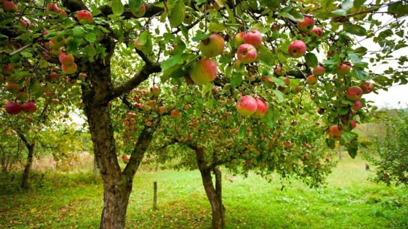 Кустарник и дерево фруктовые на дачи