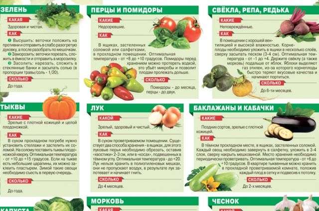 Лучшие сорта овощей для хранения зимой