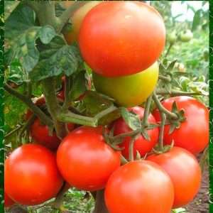 Лучшие сорта овощей для Ленинградской области