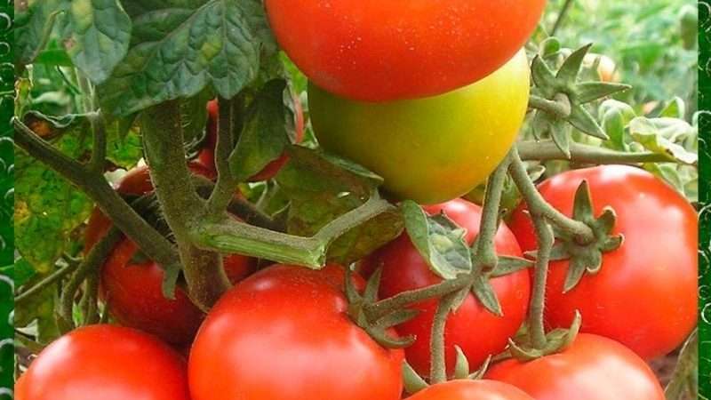 Лучшие сорта овощей для Ленинградской области