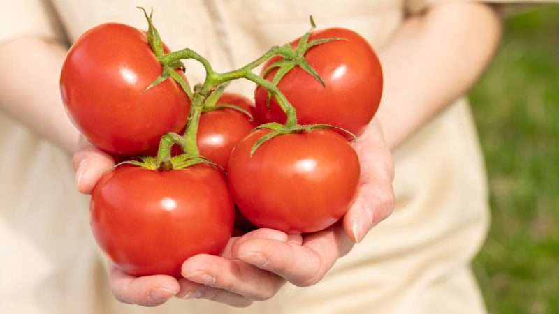 Лучшие сорта овощей для Урала: советы по выращиванию и уходу