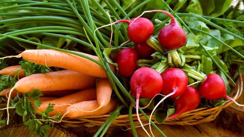 Мир овощей: виды и сорта для вашего сада