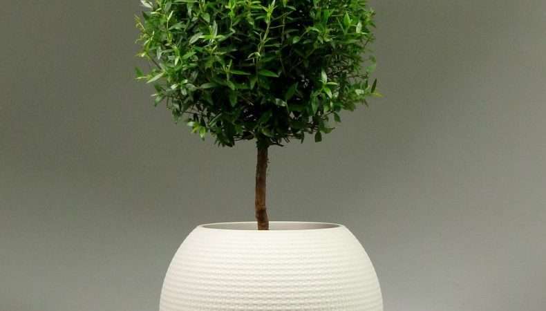 Мирт: выращивание и уход в домашних условиях