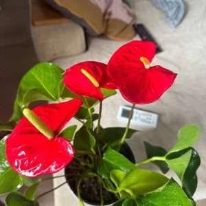 Мой любимый комнатный цветок — Антуриум