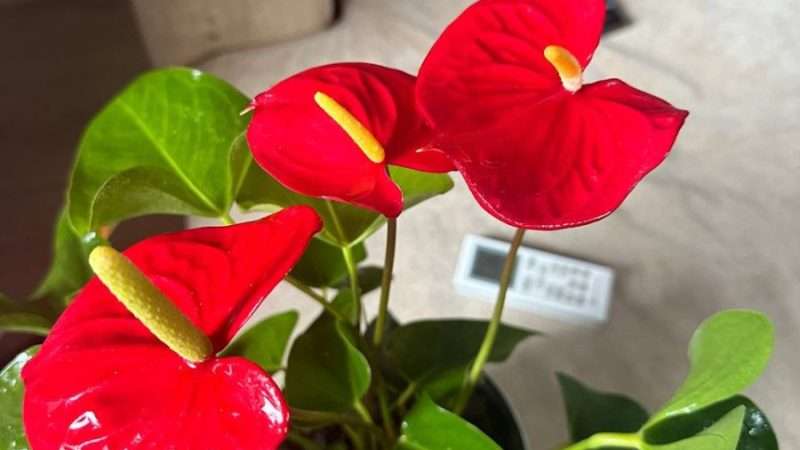 Мой любимый комнатный цветок — Антуриум