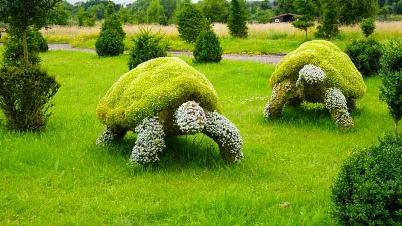 Необычные деревья и кустарники для дачи: создаем уникальный ландшафтный дизайн