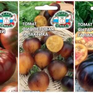 Новинки в мире овощеводства: обзор самых перспективных сортов и семян