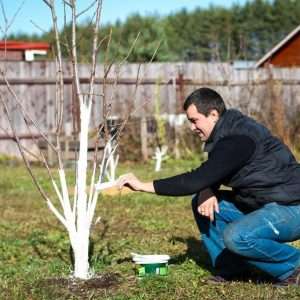 Обработка деревьев и кустарников на даче: полное руководство